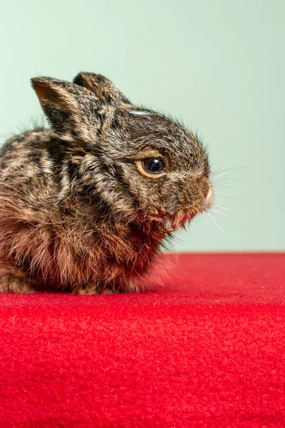 Klein en mooi wild konijntje op rode en groene achtergrond. — Stockfoto