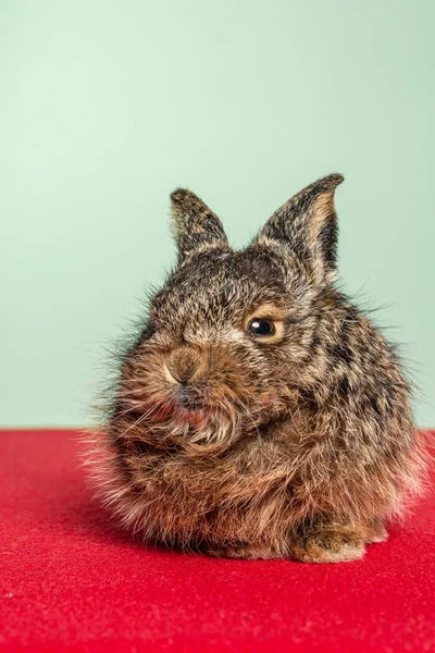 Pequeno e adorável coelho selvagem no fundo vermelho e verde . — Fotografia de Stock