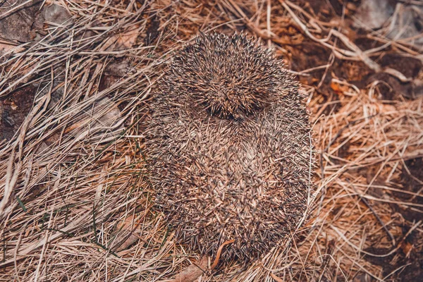 Ежик свернулся в клубок сухой травы, большое молодое млекопитающее . — стоковое фото