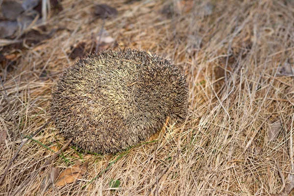 Hedgehog curled up in a ball of dry grass, a great young mammal.