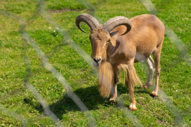 Büyük boynuzlu koç boynuzlarıyla yücelikle övünür..