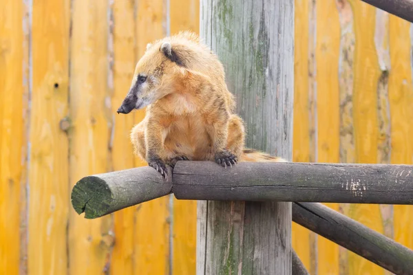 Beautiful wild nosed animal, inhabitants of southern america. — Stock Photo, Image