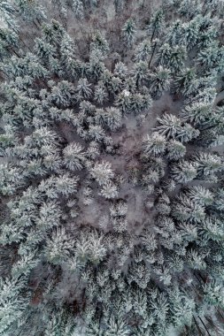 Güzel manzaralı kış ormanı, karla kaplı ağaçlar, hava manzaralı..