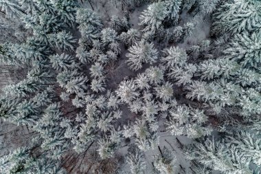 Sabah ladin ormanında güzel kış manzarası.