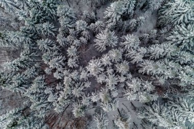 Sabah ladin ormanında güzel kış manzarası.