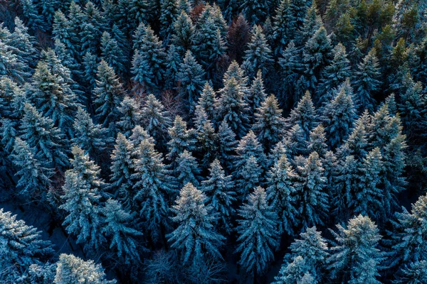 Vista aérea del bosque en estación fría — Foto de Stock