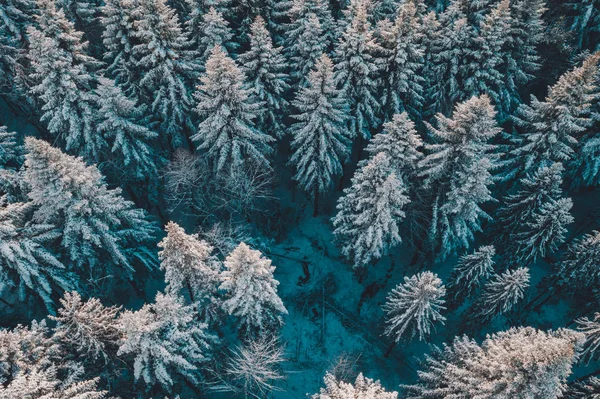 Vista sulla foresta aerea nella stagione fredda — Foto Stock
