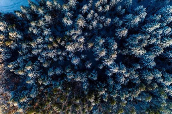 Hermoso cuento de hadas invierno nevado bosque matutino disparado por dron . — Foto de Stock