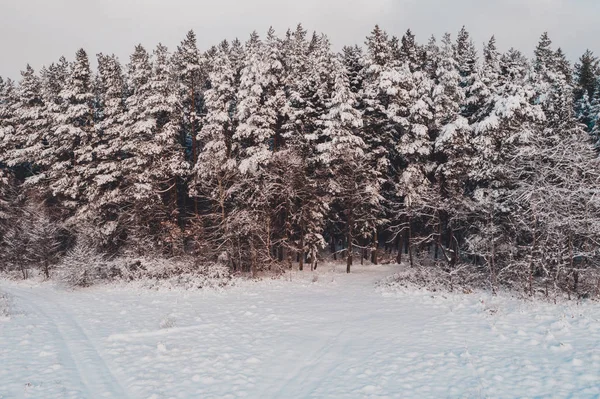 Pinheiro bonito, paisagem pitoresca de inverno, vista aérea . — Fotografia de Stock