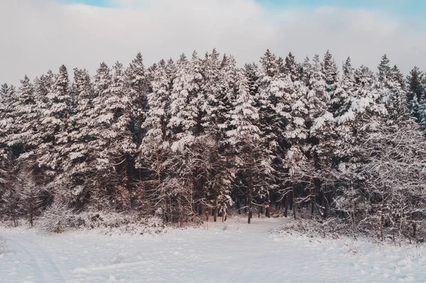 Pinheiro bonito, paisagem pitoresca de inverno, vista aérea . — Fotografia de Stock