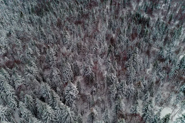 Мальовничий зимовий ліс, засніжені ялинки, вид зверху . — стокове фото