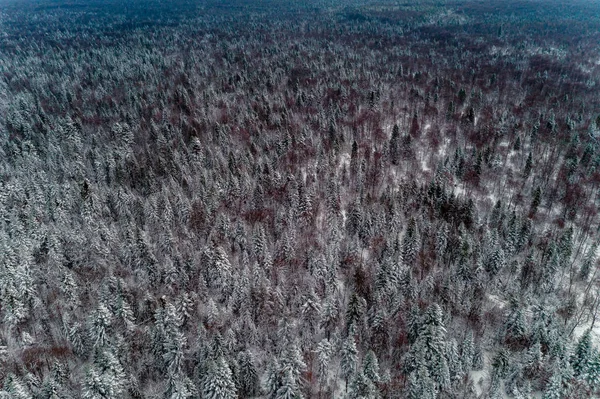 Мальовничий зимовий ліс, засніжені ялинки, вид зверху . — стокове фото