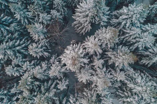 Prachtig winterlandschap in het ochtendsparrenbos. — Stockfoto