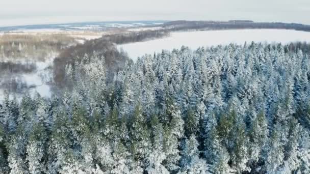 Vinterskog Molnig Himmel Bakgrund Smidig Stiger Upp 2020 — Stockvideo