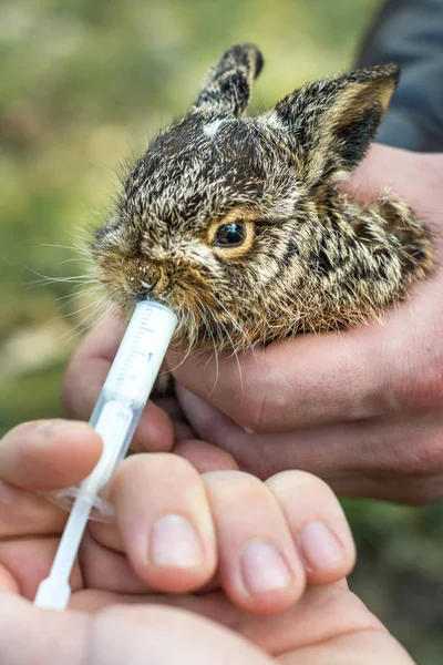 Le petit lapin sauvage est tenu en main et nourri avec une seringue de lait . — Photo