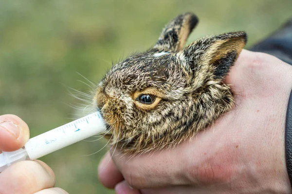 Le petit lapin sauvage est tenu en main et nourri avec une seringue de lait . — Photo