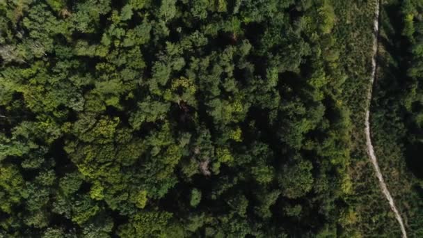 Top View Threatened Deforestation Ukrainian Deciduous Forest 2020 — 비디오