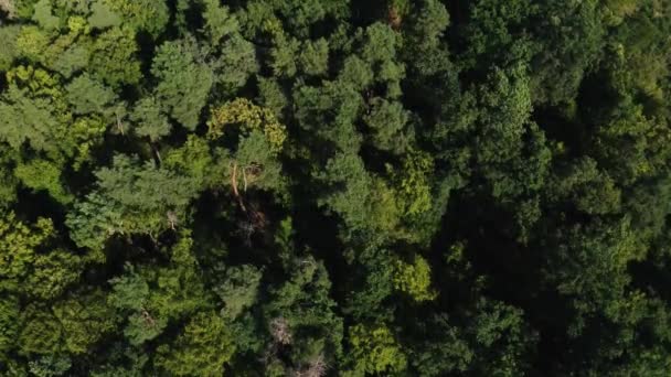 Vue Aérienne Des Arbres Feuilles Caduques Dans Forêt Verte Été — Video