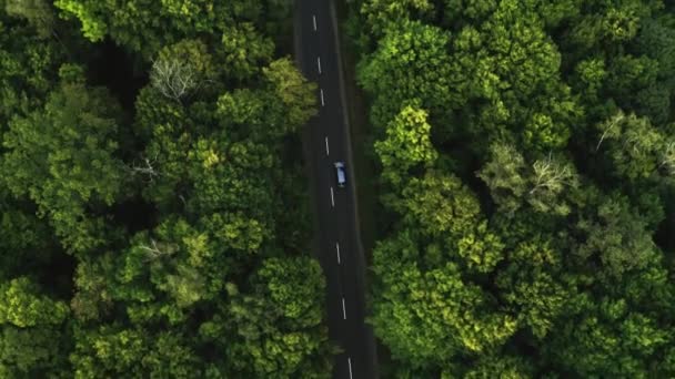 Coche Gris Corre Largo Verde Bosque Verano Vista Aérea 2020 — Vídeos de Stock