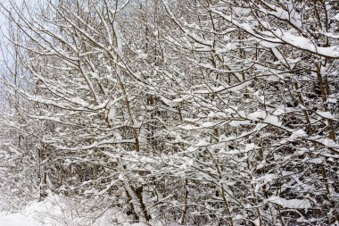 Karpatya ormanında karla kaplı ağaç dalları.