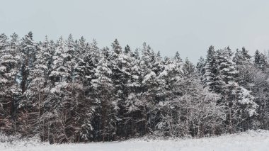 Ukrayna Karpatlarının karla kaplı güzel köknar ağaçları.
