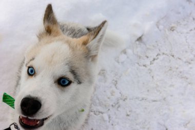 Sibirya Husky köpek kafası karlı zeminde.
