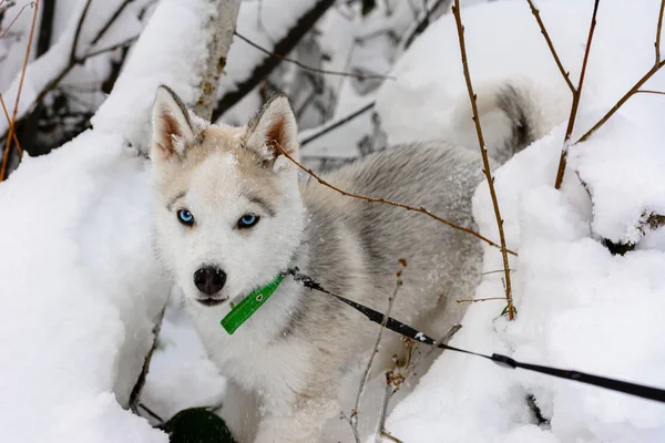 Szürke husky kiskutya séta a téli erdőben. — Stock Fotó