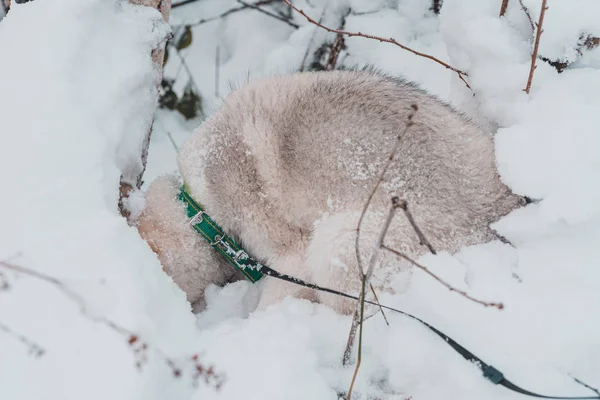 Szürke husky kiskutya séta a téli erdőben. — Stock Fotó