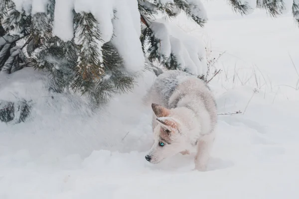 Piękny mały Husky szczeniak spacerujący w śnieżnym lesie. — Zdjęcie stockowe