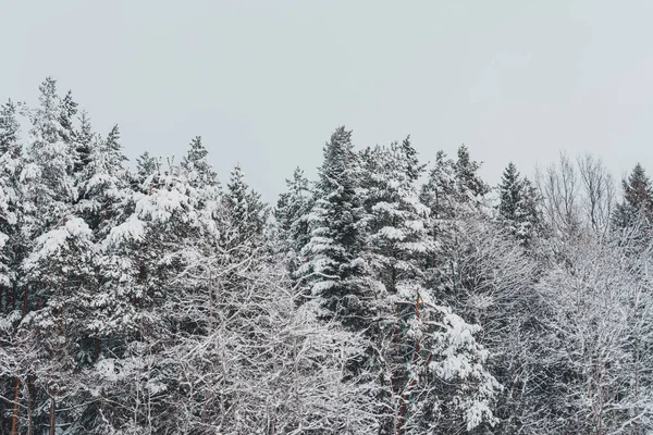 Belos abetos cobertos de neve dos Cárpatos ucranianos . — Fotografia de Stock