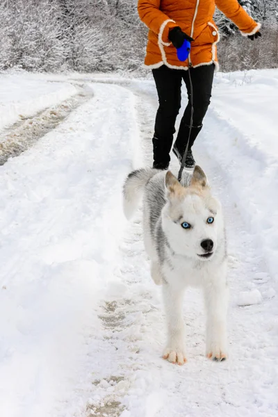 Mujer joven corredor de formación en el parque de invierno con perro husky — Foto de Stock