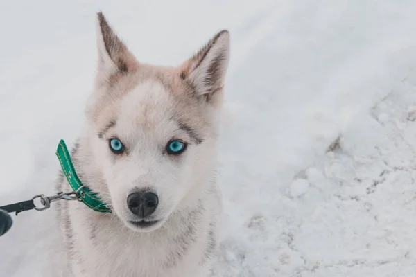 Siberiano Husky testa di cucciolo su sfondo neve . — Foto Stock