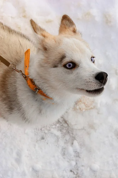 Siberiano Husky cabeza de cachorro sobre fondo de nieve . — Foto de Stock