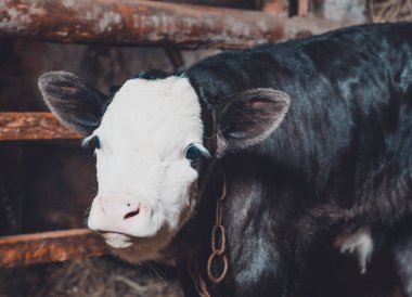 Kırsal ve siyah bir buzağı, yeni doğmuş bir hayvan..