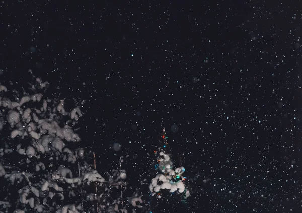 Snow bokeh i pokryte śniegiem jodły w godzinach wieczornych, piękny t — Zdjęcie stockowe