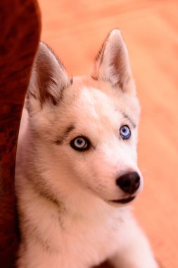 Evde bir Husky 'nin portresi.