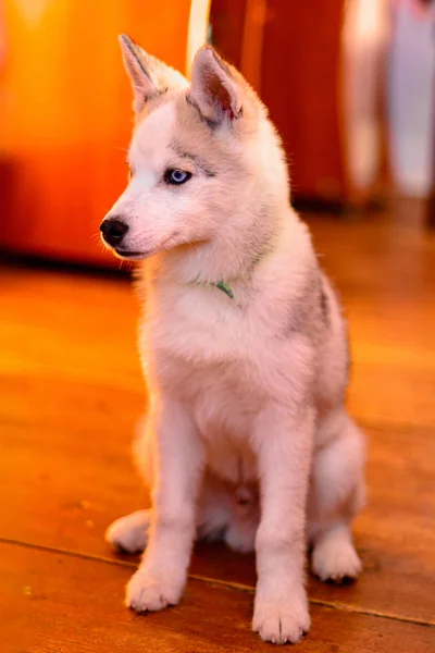 Porträt eines Husky-Welpen zu Hause. — Stockfoto