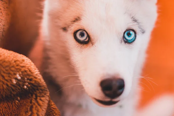 Portret Husky szczeniaka w domu. — Zdjęcie stockowe