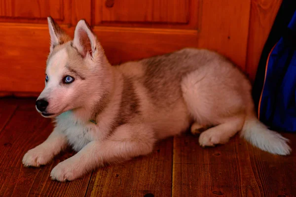 Siberian beautiful husky puppy, portrait at home. — Stock Photo, Image