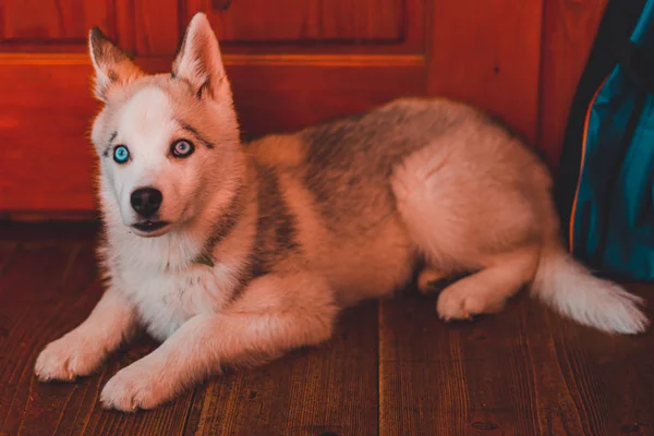 Sibirya usulü güzel, iri yapılı köpek yavrusu, evde portre. — Stok fotoğraf