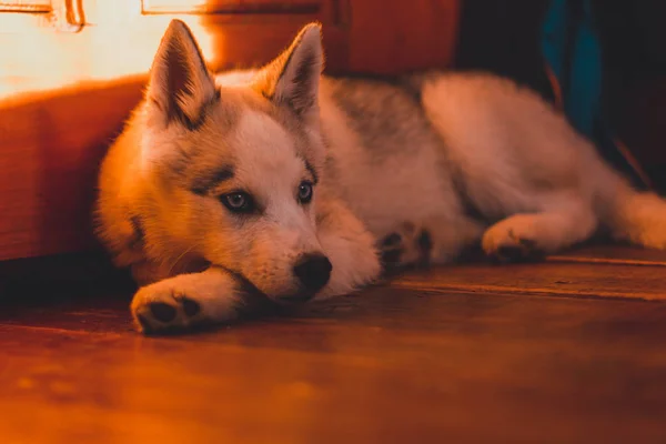 Adorable retrato de un cachorro husky siberiano en casa . — Foto de Stock