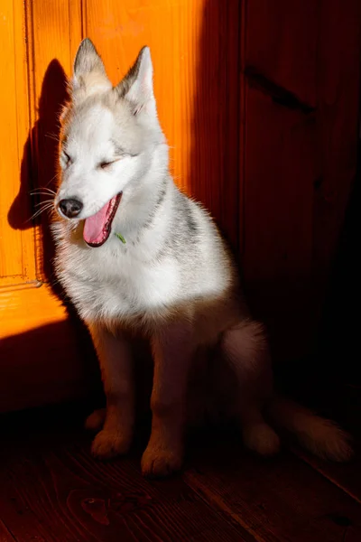 Portrait d'un husky avec des ombres à la maison . — Photo