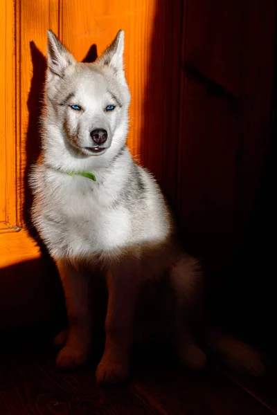 Portrait d'un husky avec des ombres à la maison . — Photo