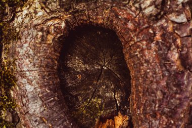 Yaşlı ağaç kabuğu, klasik güzel ahşap dokusu..