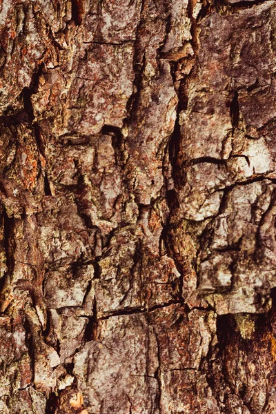 Régi fa kéreg, klasszikus gyönyörű fa textúra. — Stock Fotó