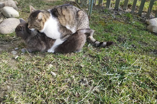 Acoplamiento de gatos en un entorno natural para ellos en el patio cerca de la casa de los propietarios . — Foto de Stock