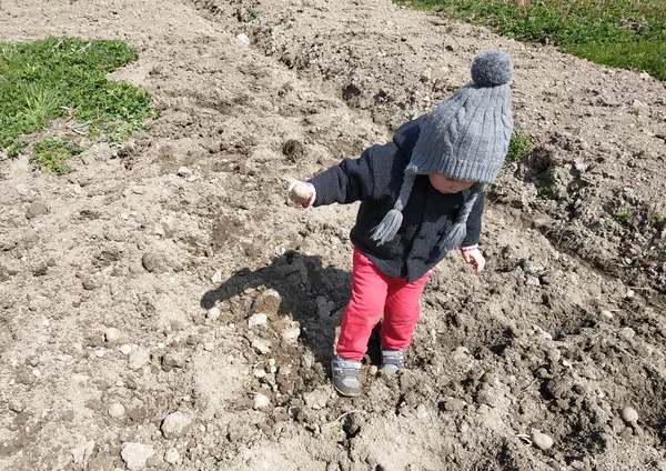 Plantando batatas na aldeia, a menina ajuda os pais . — Fotografia de Stock