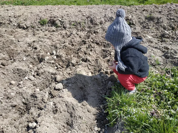 Beautiful little girl planting potatoes in the village with her mother. — 图库照片