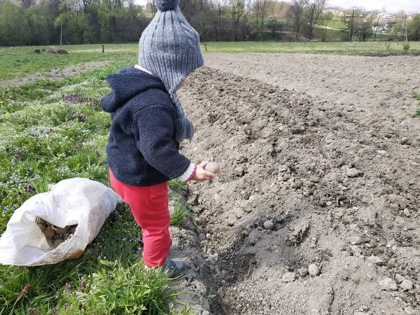 Na aldeia no campo, uma menina planta batatas com sua mãe . — Fotografia de Stock