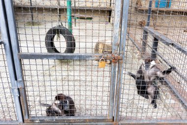 İyi, sevimli ve pofuduk maymunlar..